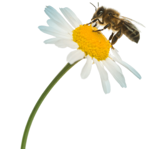 propolis