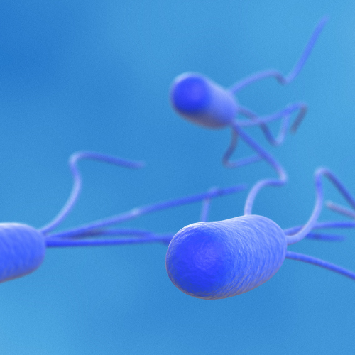 E-coli