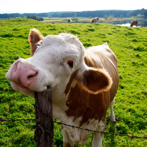 krave krave